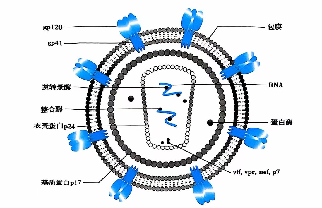 HIV-1病毒颗粒结构示意图.jpg HIV-1病毒颗粒结构示意图.jpg